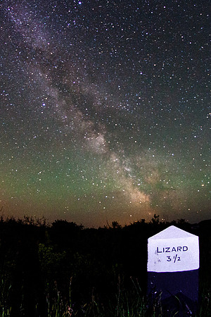 The lizard